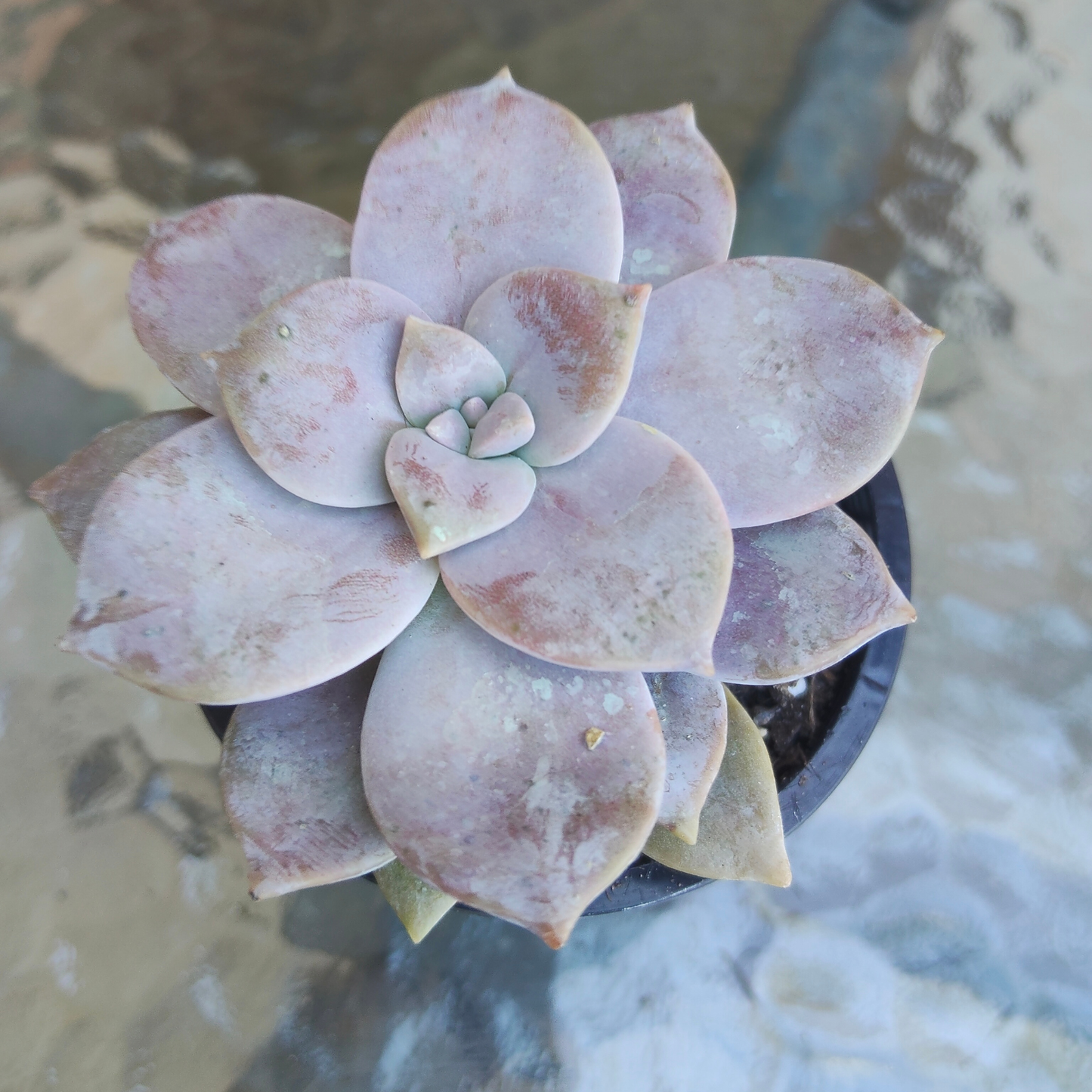 Graptopetalum pentandrum ssp superbum