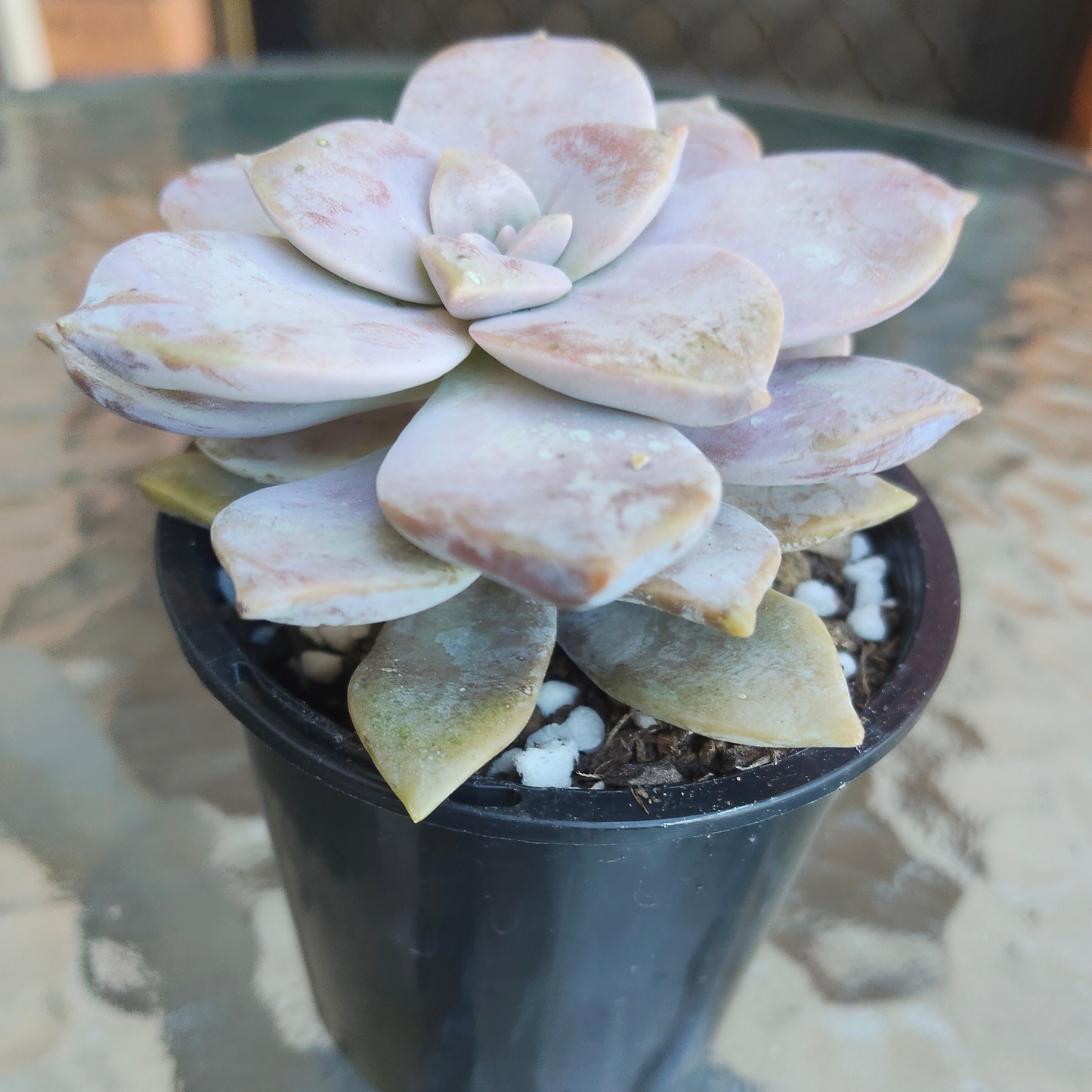 Graptopetalum pentandrum ssp superbum