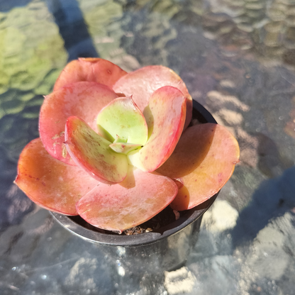 Echeveria Suyon
