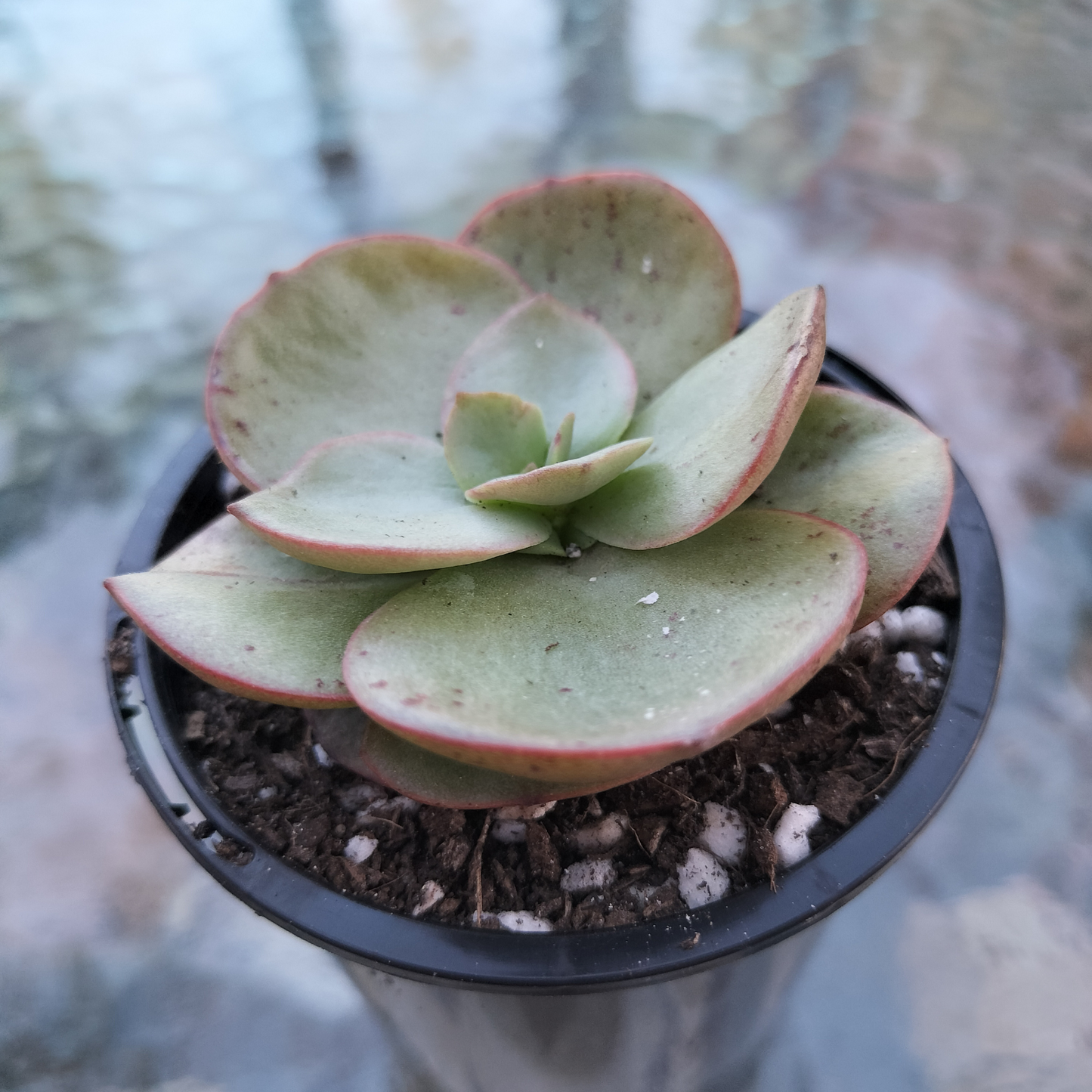 Echeveria Suyon