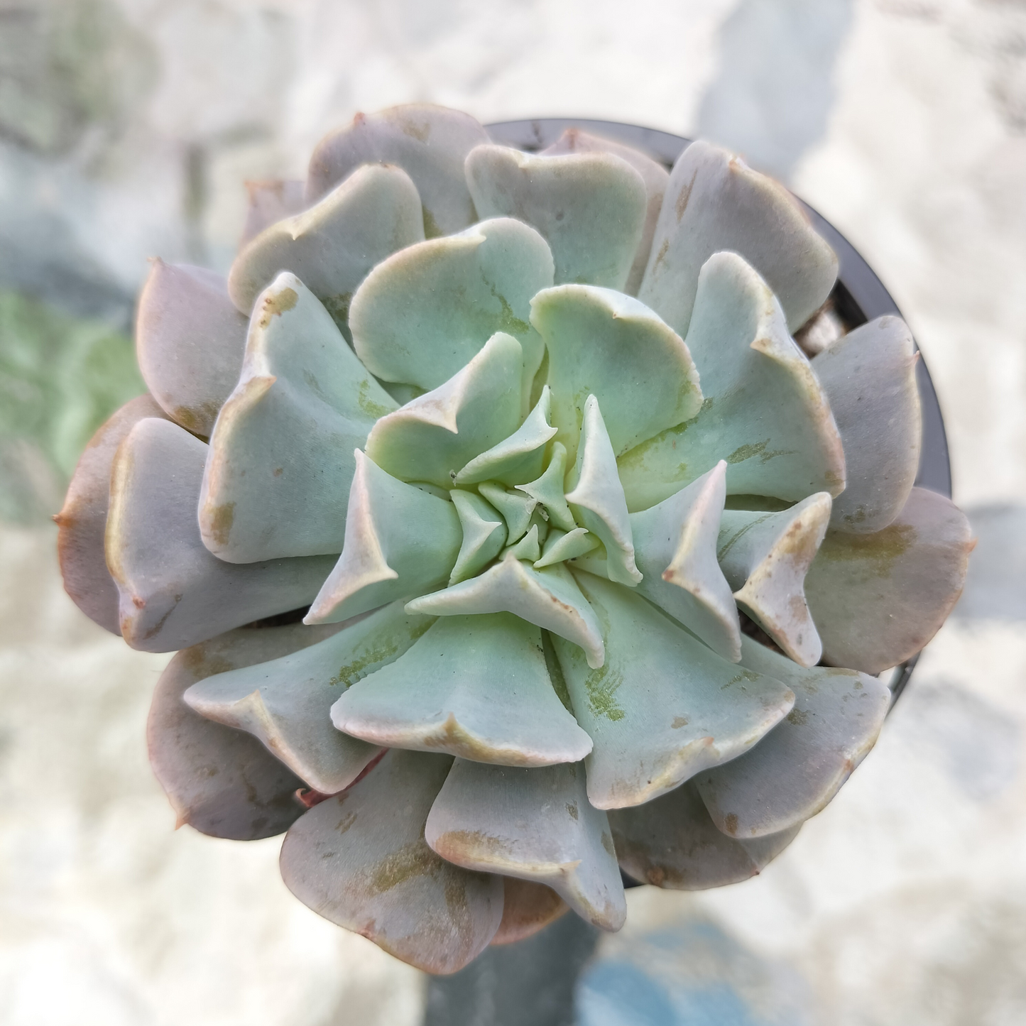 Echeveria ‘Swan Lake’