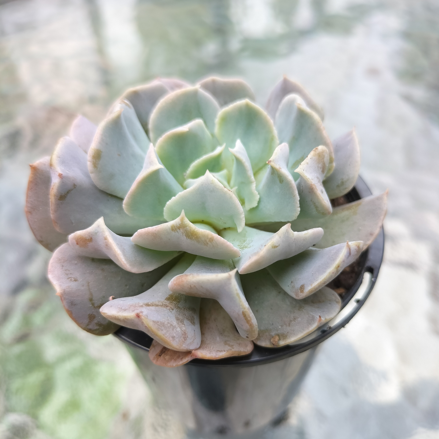 Echeveria ‘Swan Lake’