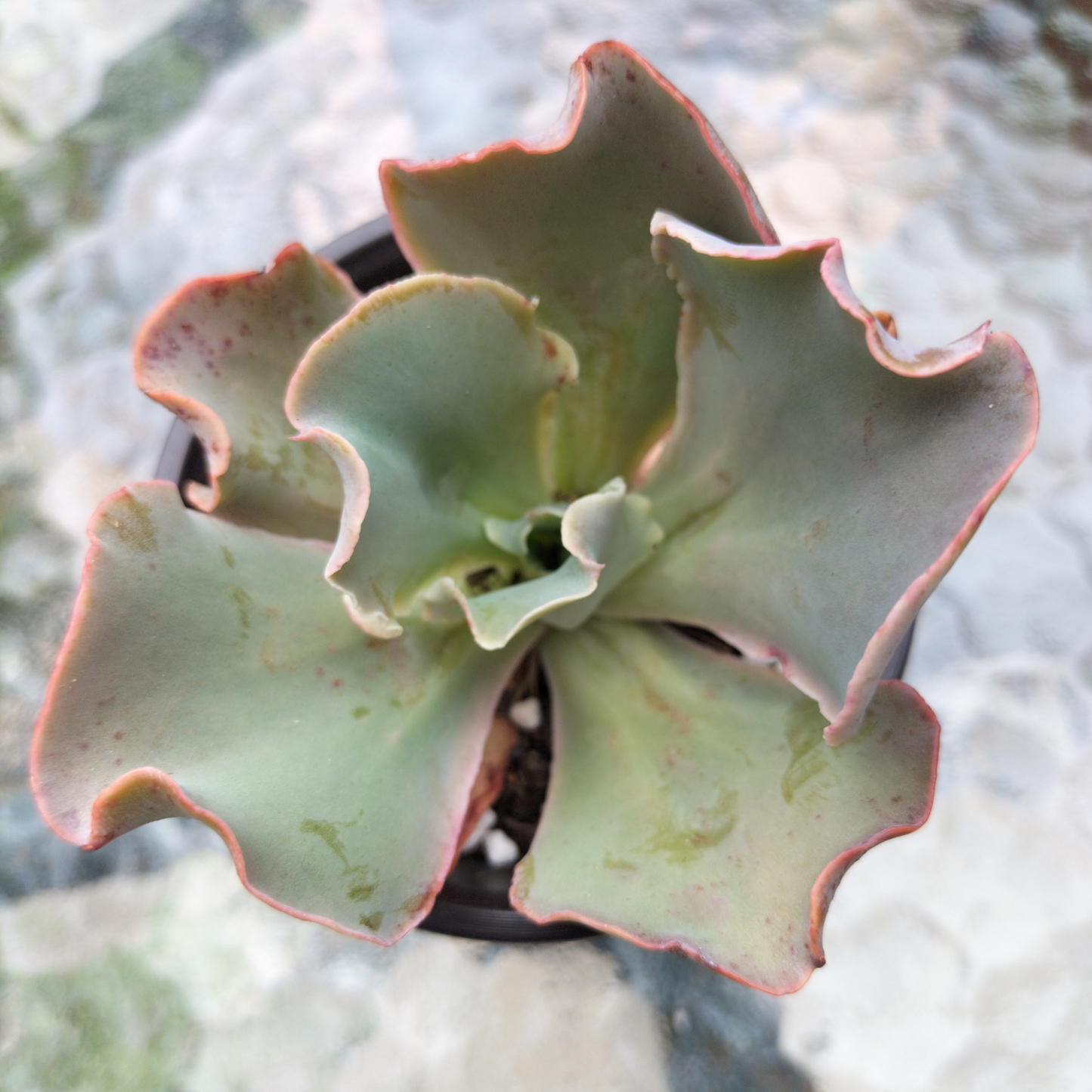 Echeveria 'Takasago no Okina' (Takasago's old man)