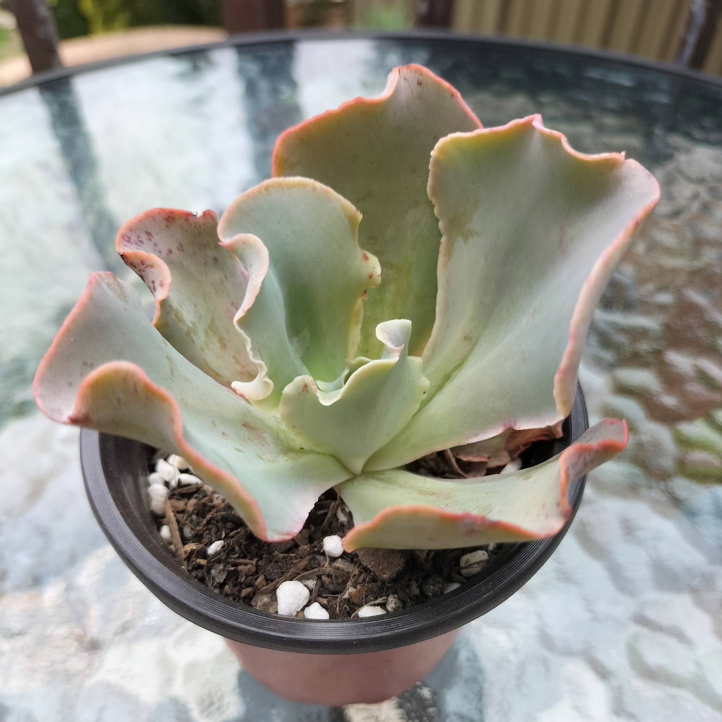 Echeveria 'Takasago no Okina' (Takasago's old man)