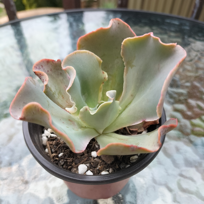 Echeveria 'Takasago no Okina' (Takasago's old man)