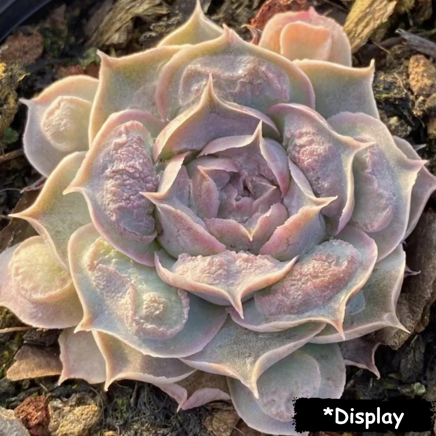 Echeveria Mexican Tears