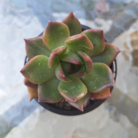Echeveria 'Tequila Sunrise'