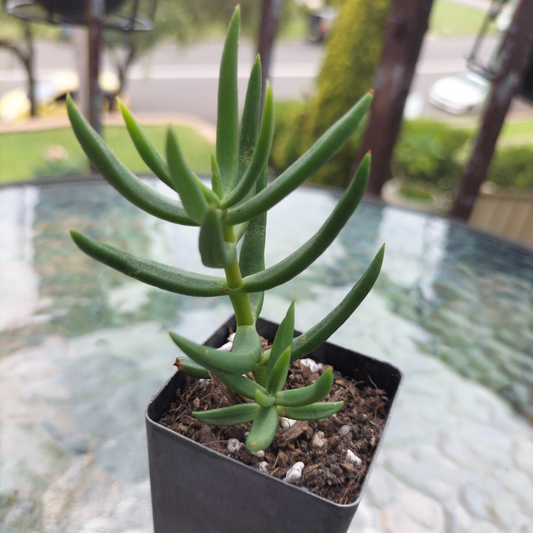 Crassula 'Tetragona' Cutting