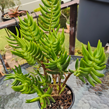 Crassula Tetragona