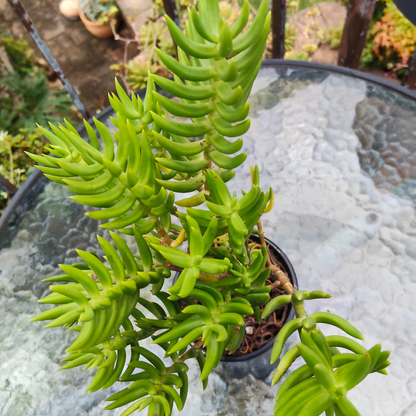 Crassula Tetragona