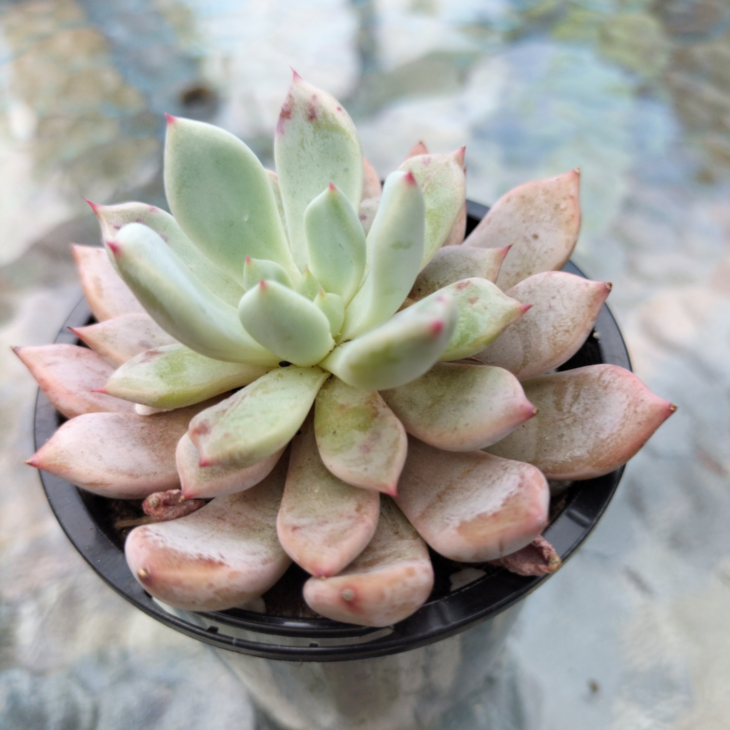 Echeveria 'Texensis Rosea'