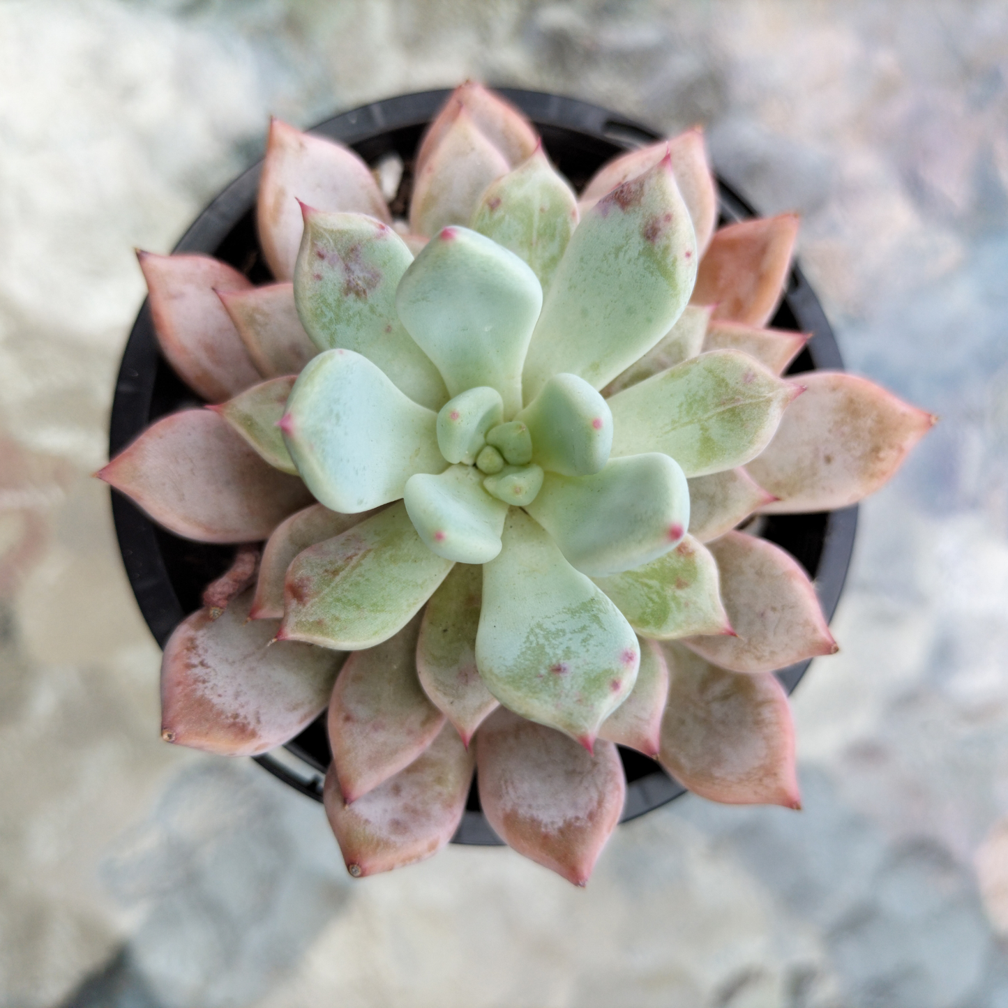Echeveria 'Texensis Rosea'