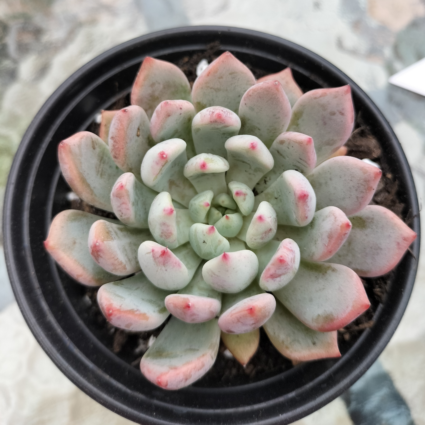 Echeveria 'Texensis Rosea'