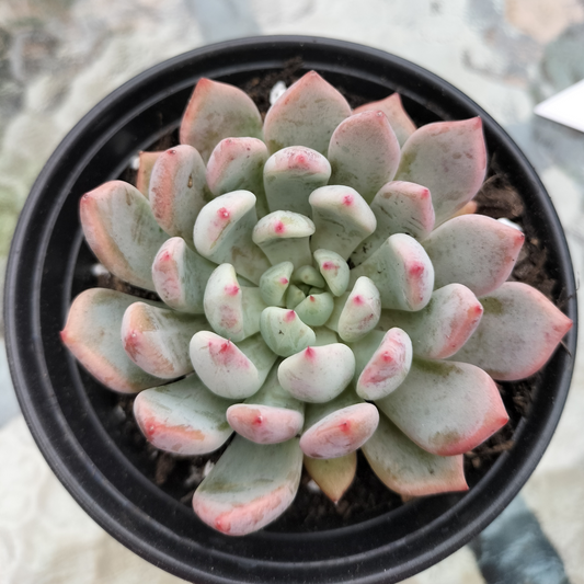 Echeveria 'Texensis Rosea'