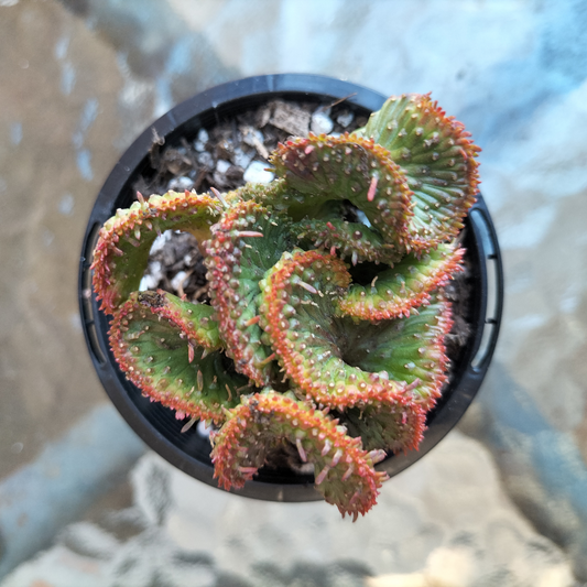 Euphorbia flanaganii f. cristata (The Brain)