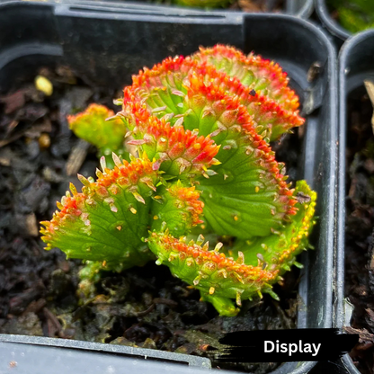 Euphorbia flanaganii f. cristata (The Brain)