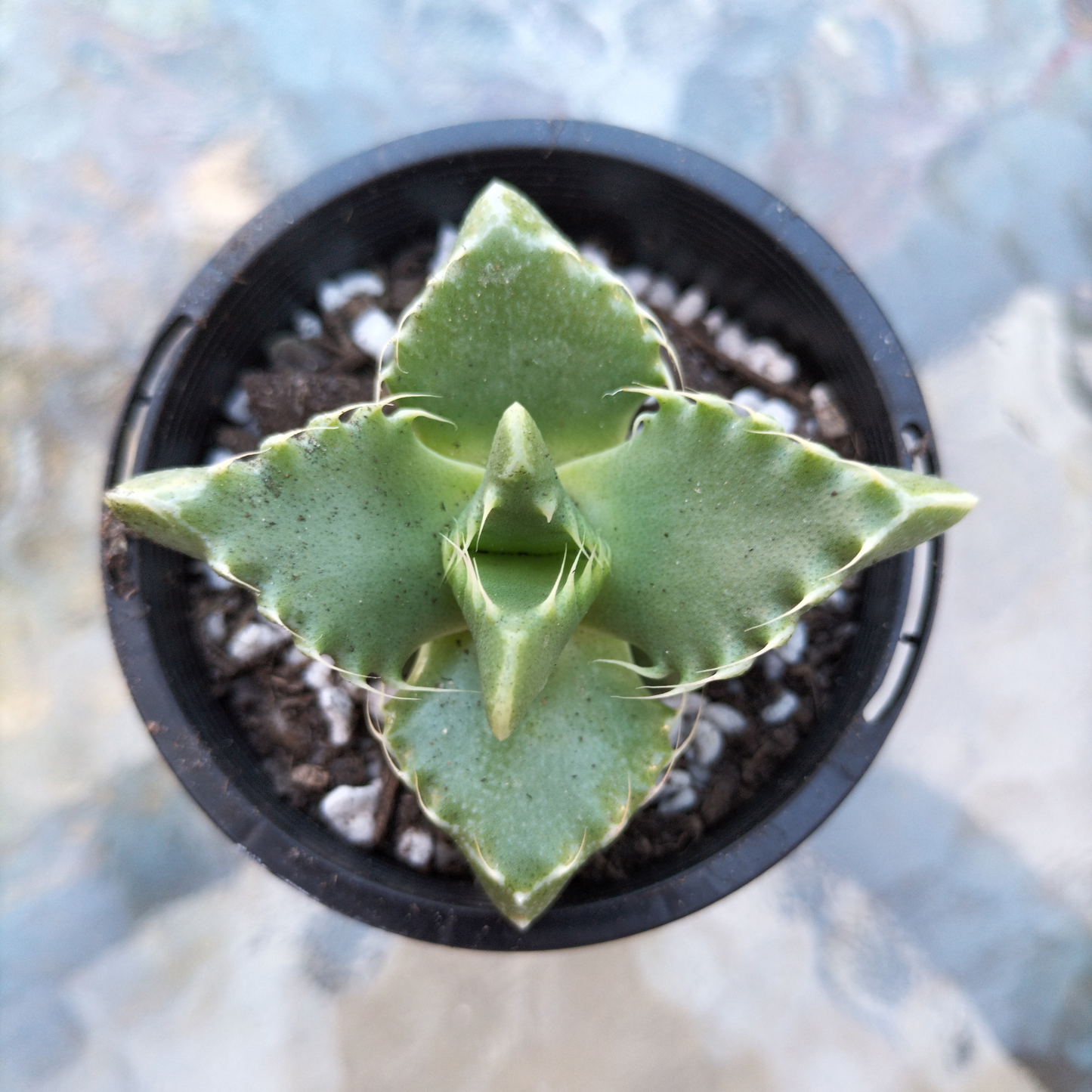 Faucaria 'Tiger Jaws' (small)