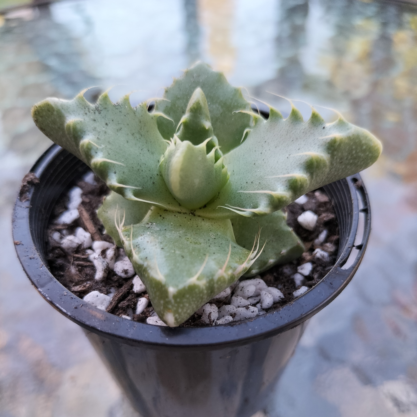 Faucaria 'Tiger Jaws' (small)