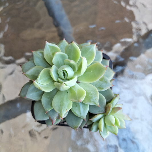 Echeveria 'Elation' AKA Tippy