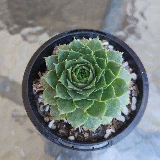 Sempervivum 'Topaz' (small)