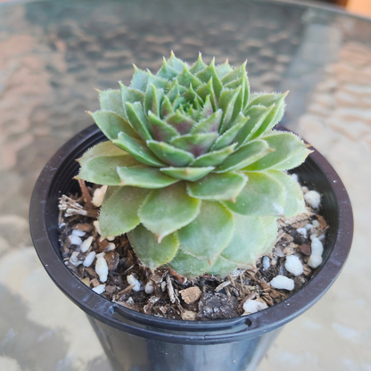 Sempervivum 'Topaz' (small)