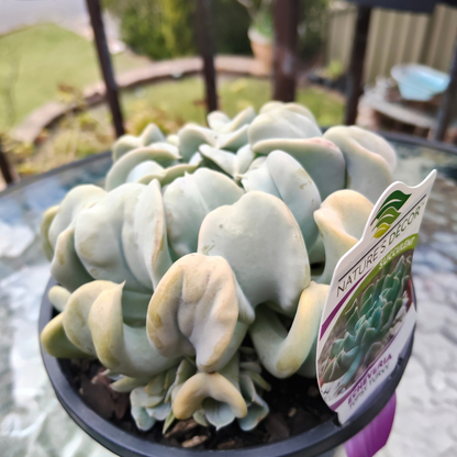 Echeveria runyonii ‘Topsy Turvy’ Large