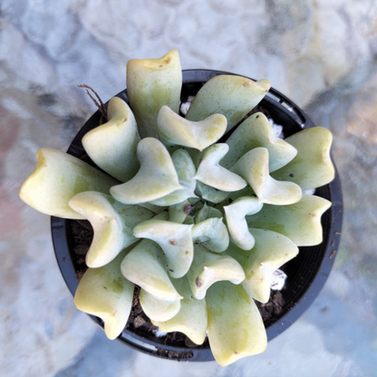 Echeveria runyonii ‘Topsy Turvy’