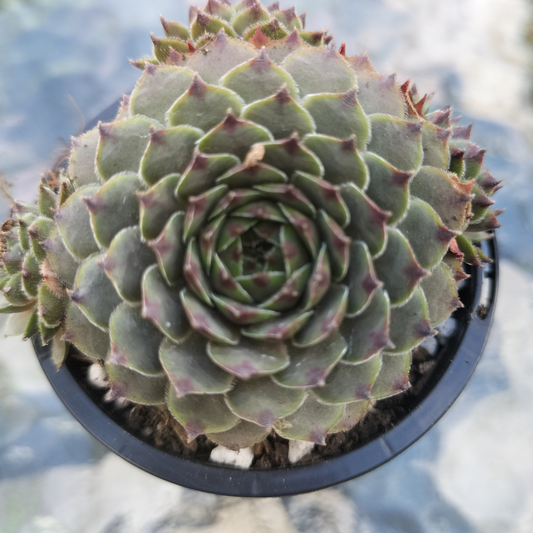 Sempervivum Tristesse