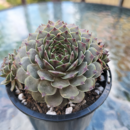 Sempervivum Tristesse