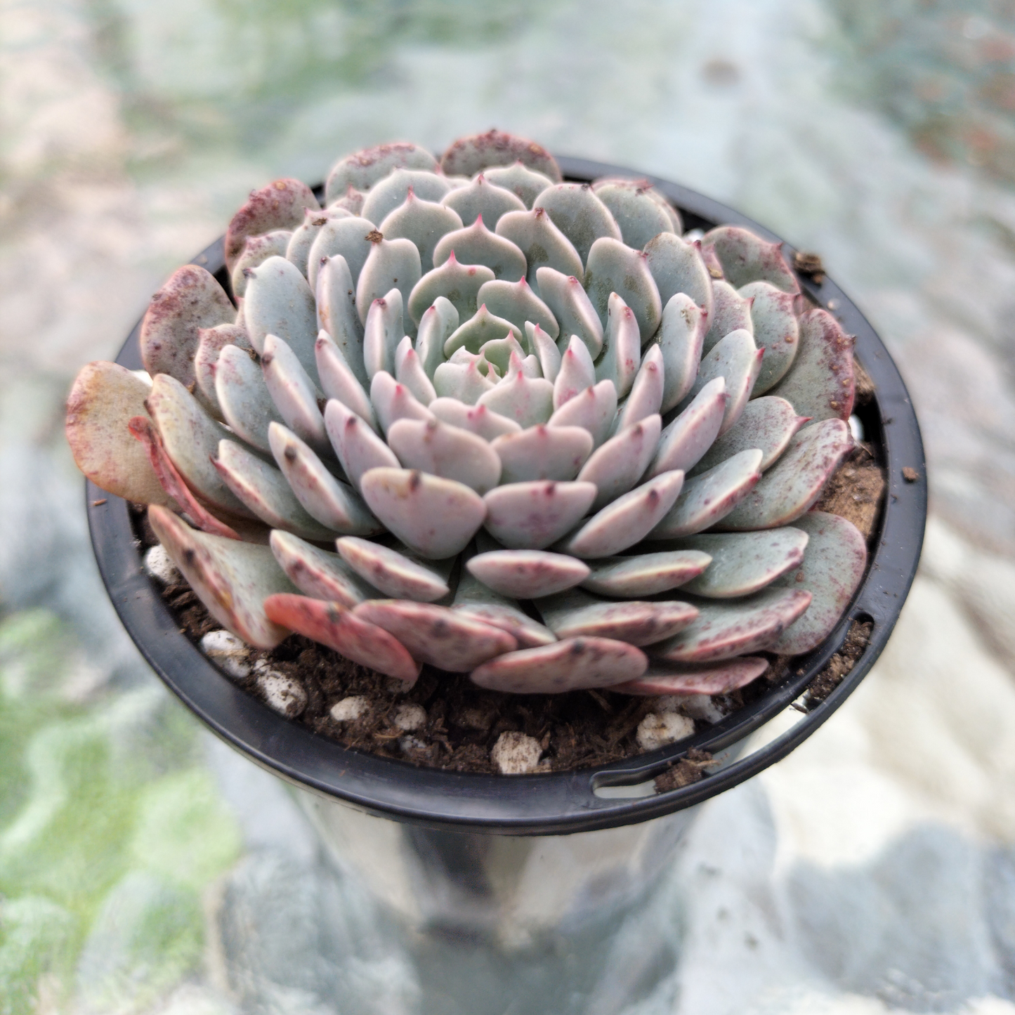 Echeveria pinwheel 'Tuxpan' (small)