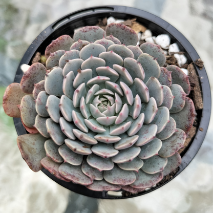 Echeveria pinwheel 'Tuxpan' (small)
