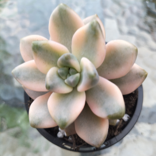 Graptopetalum 'paraguayense ssp. bernalense' variegata
