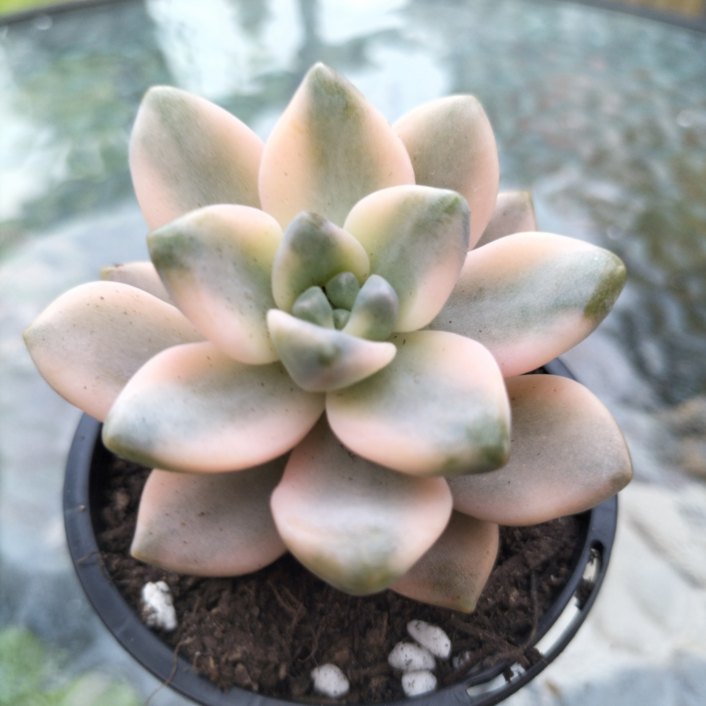 Graptopetalum 'paraguayense ssp. bernalense' variegata