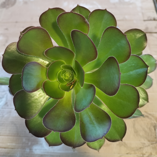 Aeonium 'Velour' Cutting