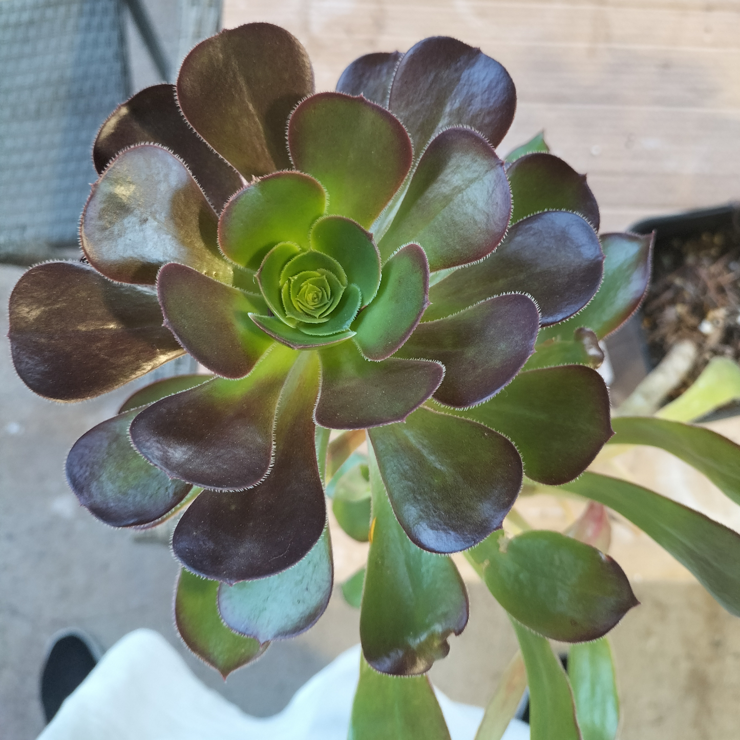 Aeonium 'Velour' Cutting