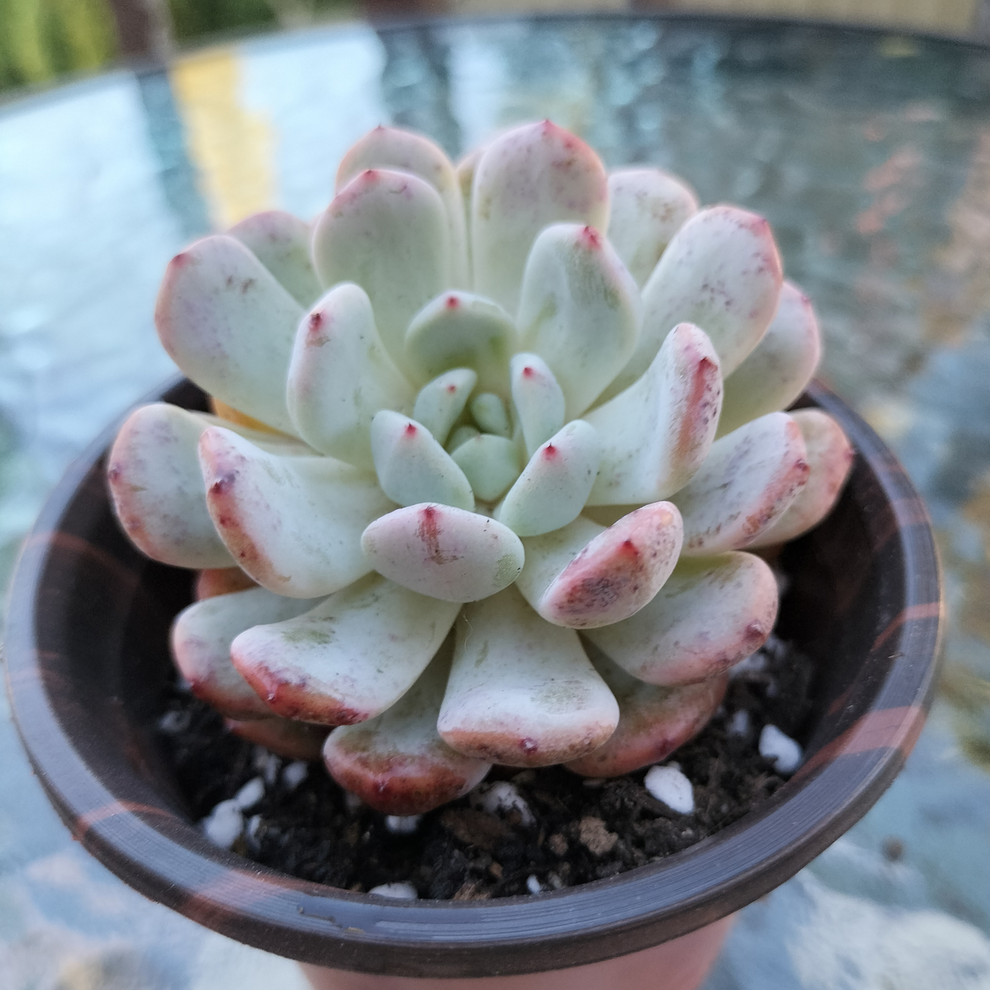 Echeveria 'Viant'