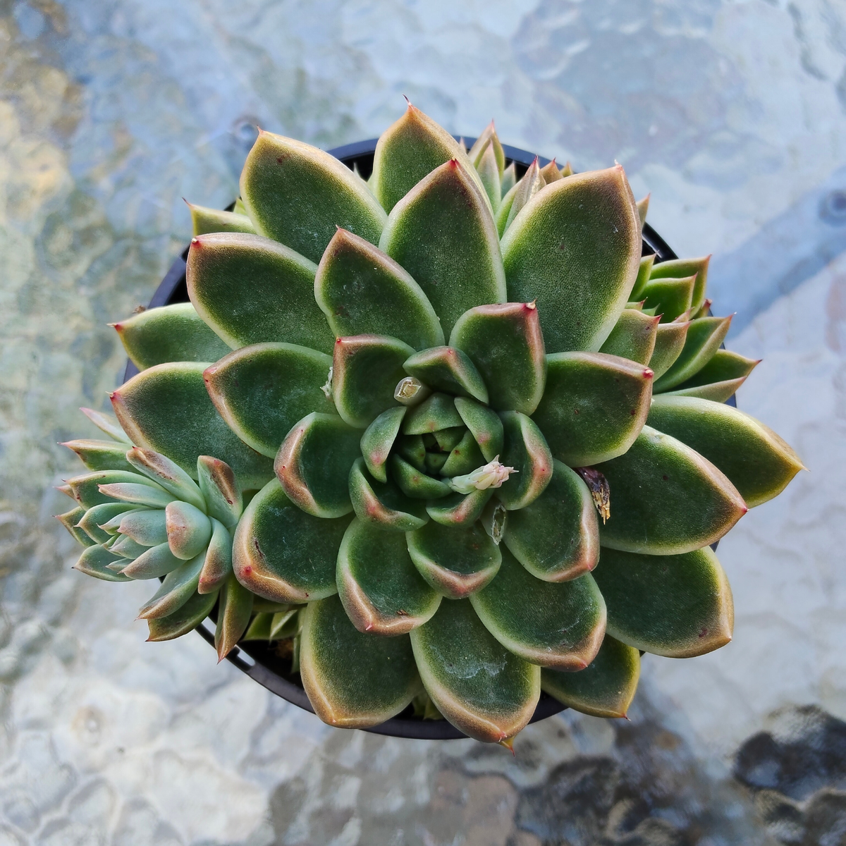 Echeveria agavoides 'Victor Reiter'