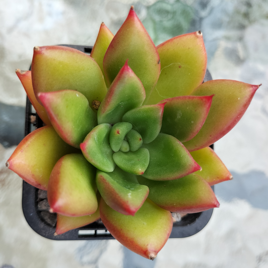 Echeveria agavoides 'Victor Reiter'