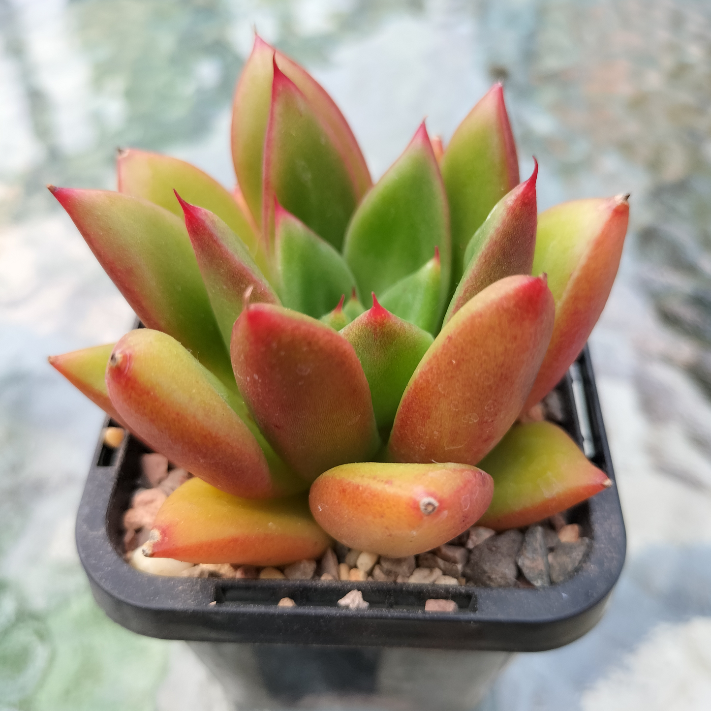 Echeveria agavoides 'Victor Reiter'
