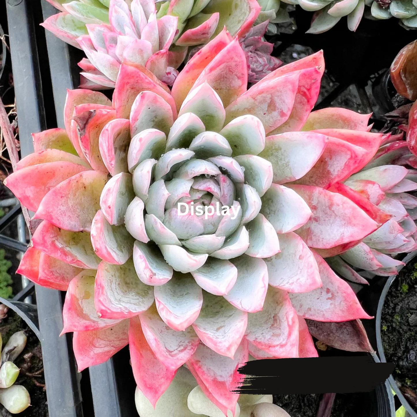 Echeveria 'Violet Queen'