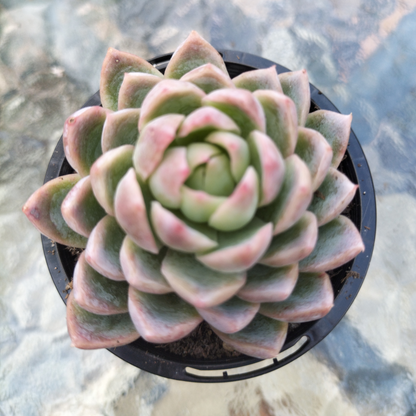 Echeveria 'Violet Queen'