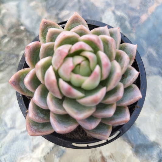 Echeveria 'Violet Queen'