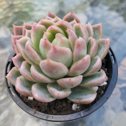 Echeveria 'Violet Queen'