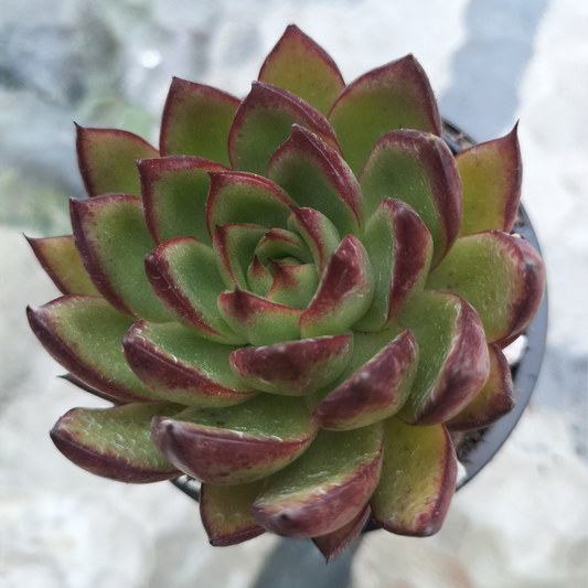 Echeveria agavoides 'Wild Horse'