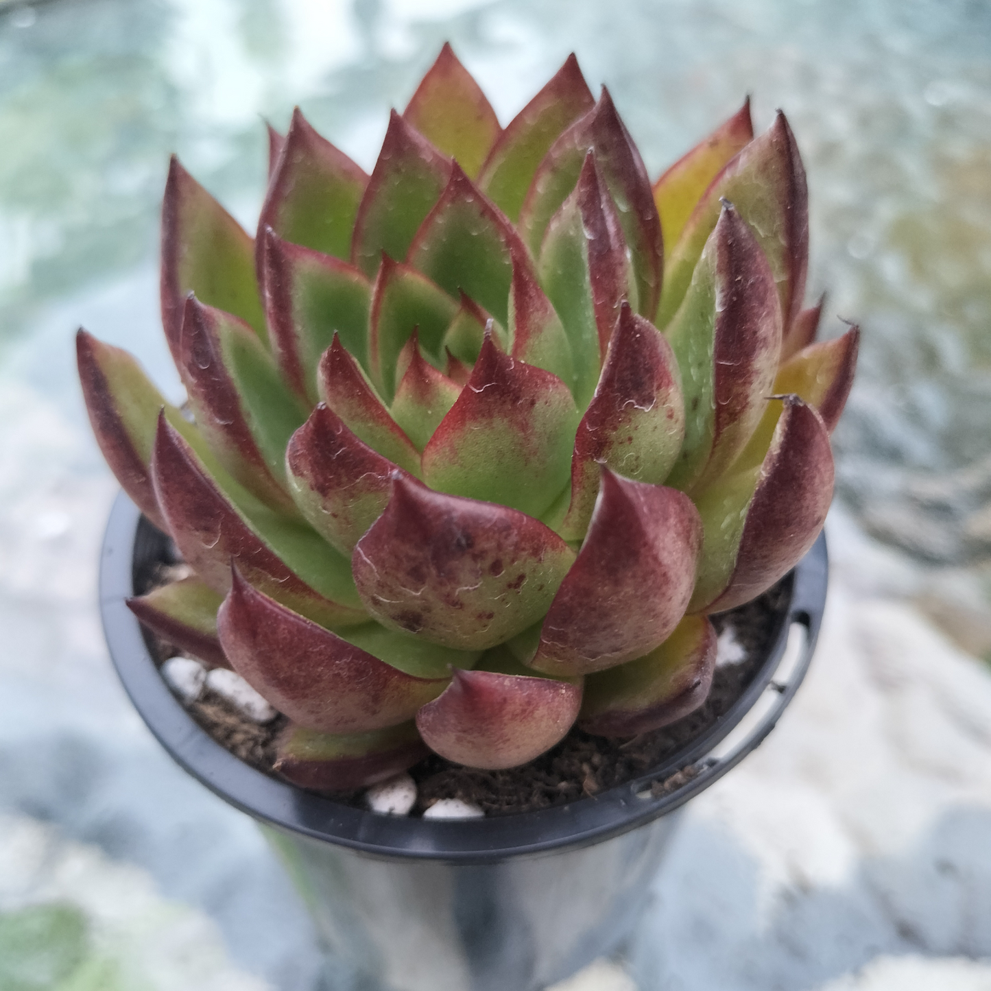 Echeveria agavoides 'Wild Horse'