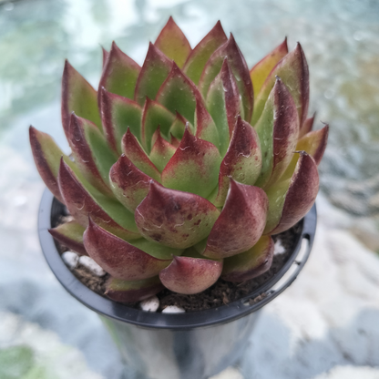 Echeveria agavoides 'Wild Horse'