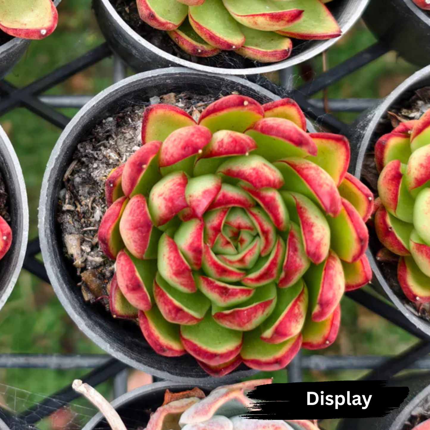 Echeveria agavoides 'Wild Horse'