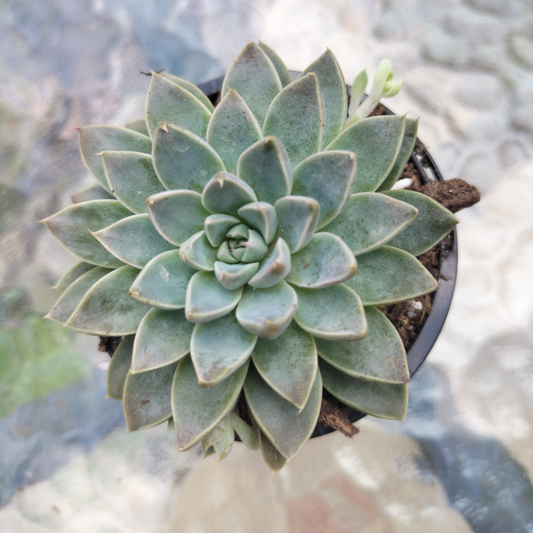 Graptoveria 'Wind of Change'