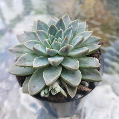 Graptoveria 'Wind of Change'