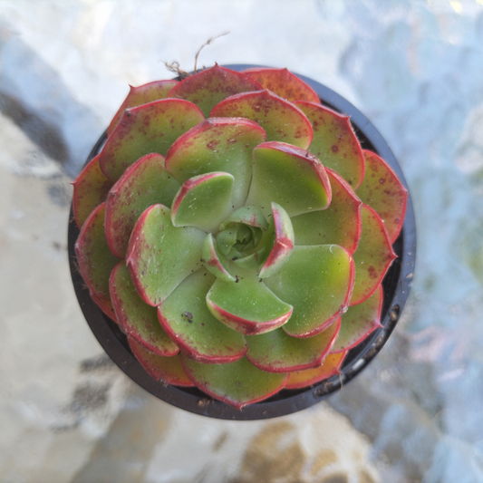 Echeveria 'Yin Lisa'